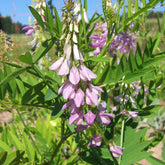 Goat's Rue (Galega officinalis)